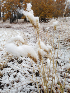 Snowy wheat