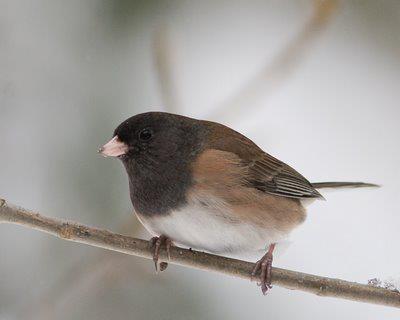 This is my arch-enemy. Or rather, it's another bird of the same type. Mine has a more sullen, juvenile-delinquent leer, a bit like Christian Slater in Heathers.