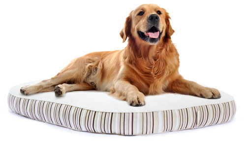 cCaqM0k6PulKNtnCt7F2Mod8.jpeg:Amazon:photo