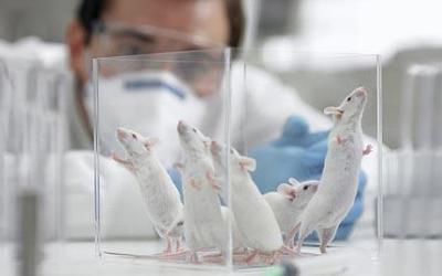 lab mice