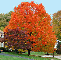 maple in fall