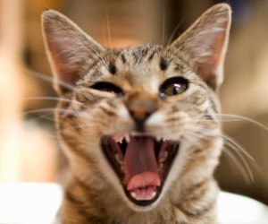 bad_breath_in_cats