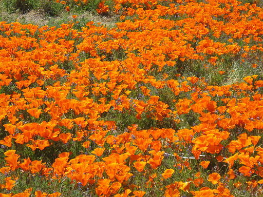 Wild Poppies