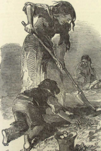digging for potato during famine