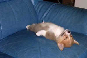 sleeping dog photo: dog sleeping dogsleeping.jpg