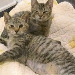 Aw, Benny and Joon, my rescue kitties...here they are the day we got them.