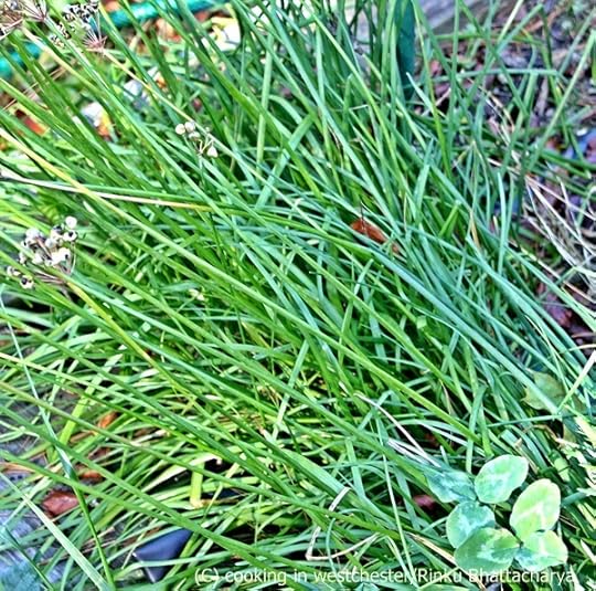 Chives