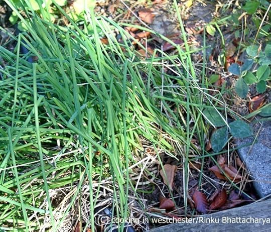 Garlic Chives