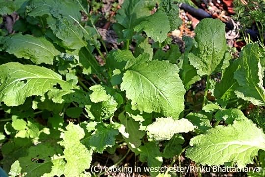 Radish Greens