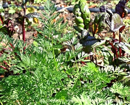 Carrot Greens