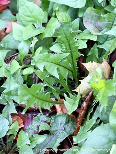 Dandelion Greens