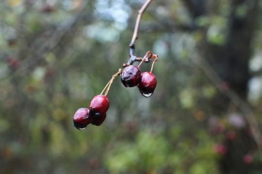 Beeren