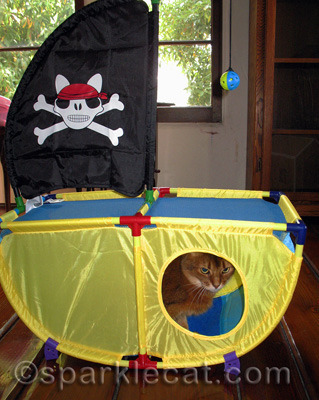 No tortie pirates allowed!