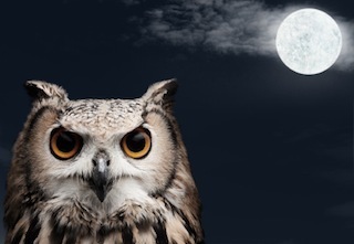 nightowl