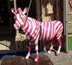 zebra