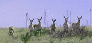 Pronghorn on side of road (or are they antelope?)