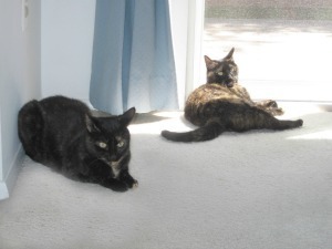 cats_and_carpet_cleaning