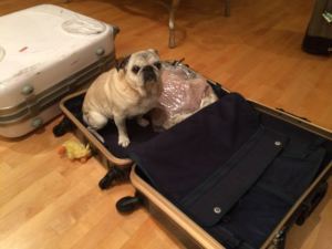 Bubba wants to come with us to Tokyo!
