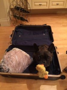 Lulu's coming too. And she's bringing her ducky.