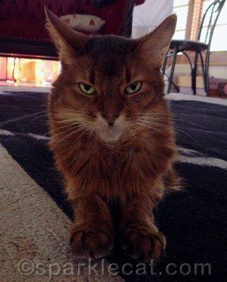 This is my World Domination face