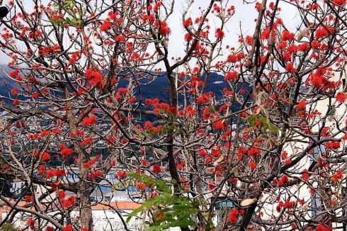 800px-Funchal_-_Erythrina_abyssinica_(Korallenbaum)_IMG_2097