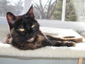 tortoiseshell_cat_face
