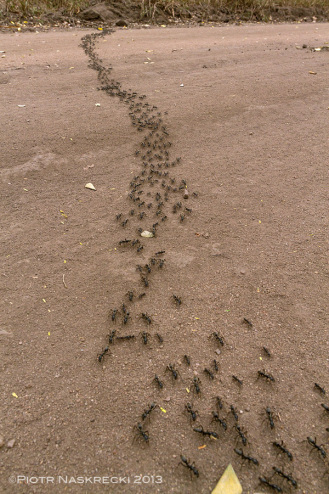 A column of Matabele ants streaming towards a termite mound [Canon 7D, Canon EF 14mm]