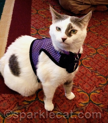 Even Zeki got impatient with my human's paparazzi act