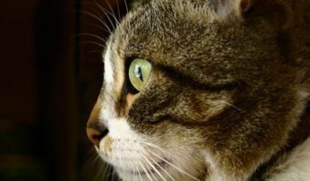 Mews_and_Nips