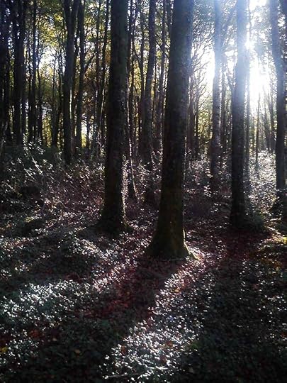 Coole park 2