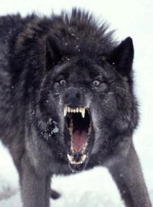 BLACK_WOLF_