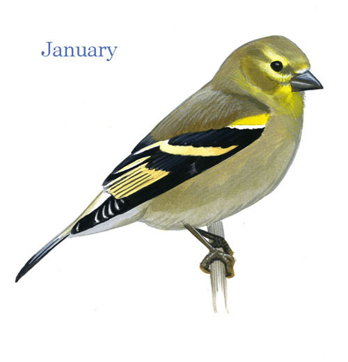 Carduelis-tristis-001-small_Jan_web