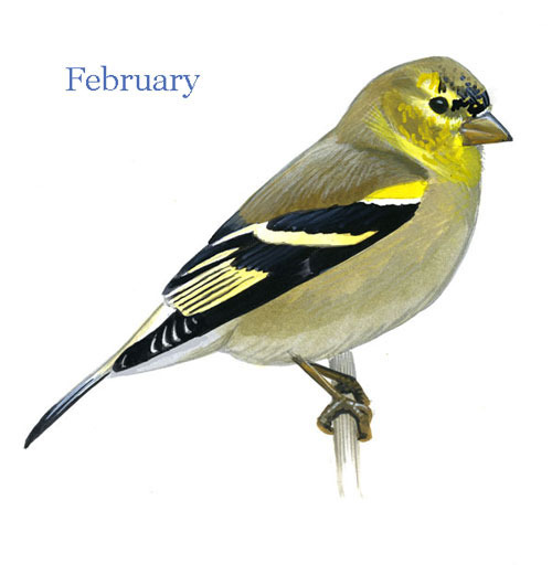 Carduelis-tristis-001-small_Feb_web