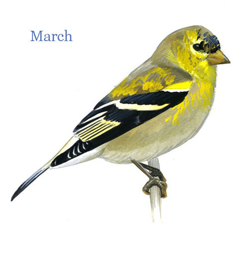 Carduelis-tristis-001-small_Mar_web