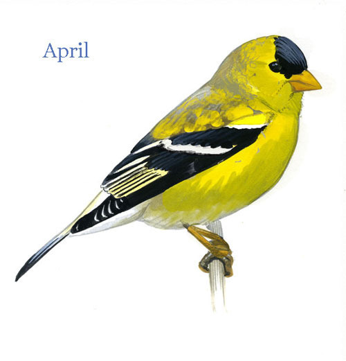 Carduelis-tristis-001-small_April_web