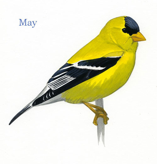 Carduelis-tristis-001-small_May_web