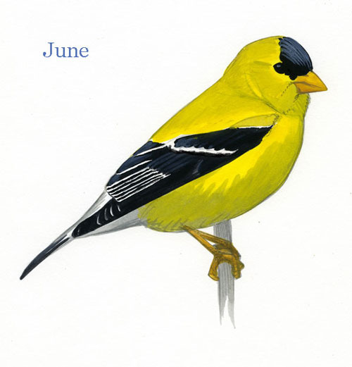 Carduelis-tristis-001-small_June_web