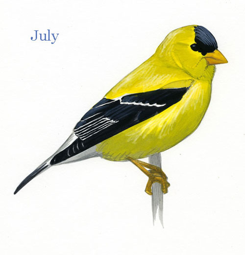 Carduelis-tristis-001-small_July_web