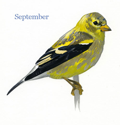 Carduelis-tristis-001-small_September_web