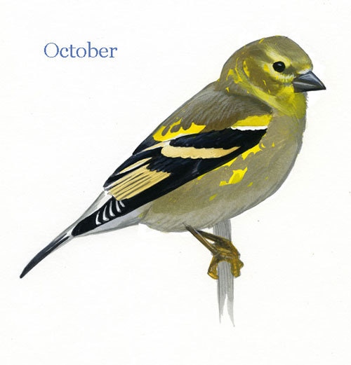 Carduelis-tristis-001-smallOctober_web