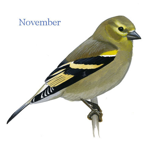Carduelis-tristis-001-small_Nov_web