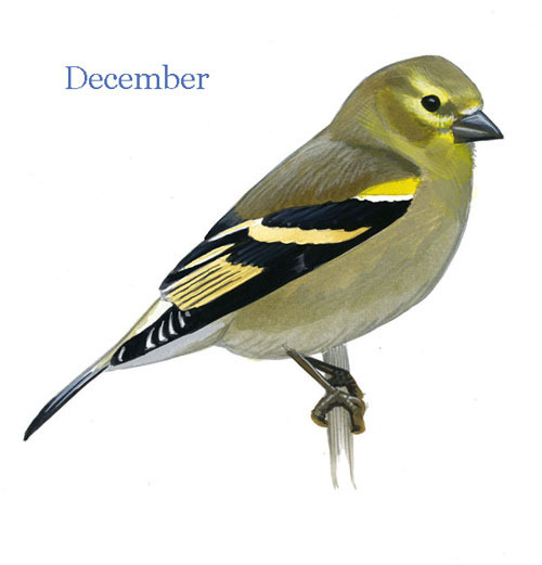 Carduelis-tristis-001-small_Dec_web