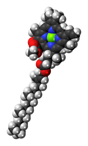 Space-filling model of the chlorophyll a molec...