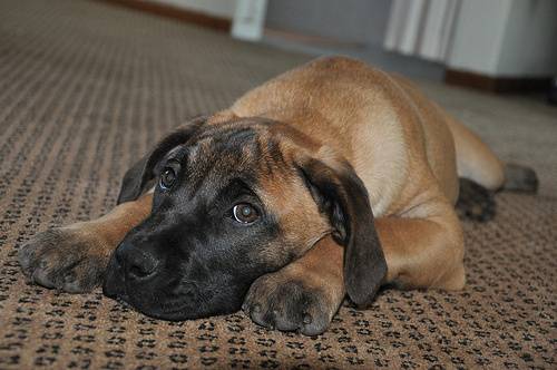 Stella