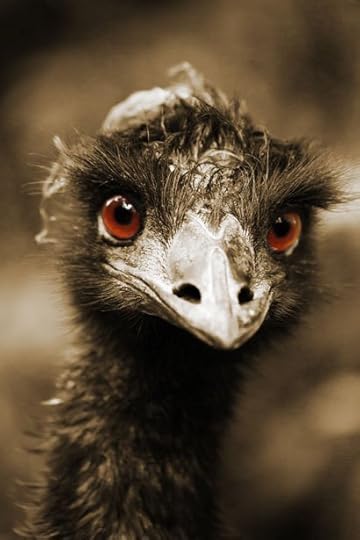 ostrich