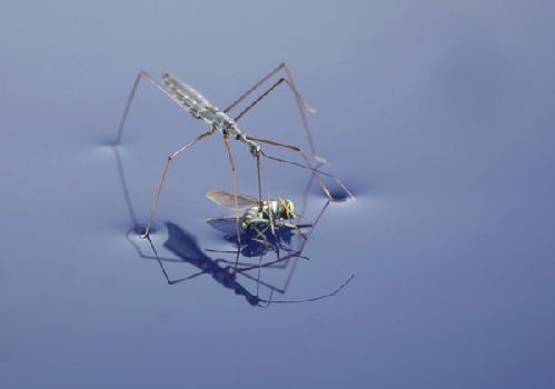 A Water Measurer