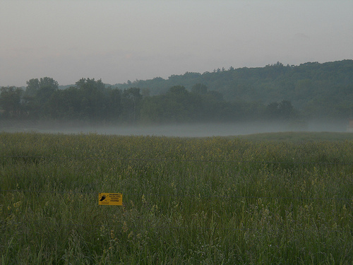 mist on the meadow