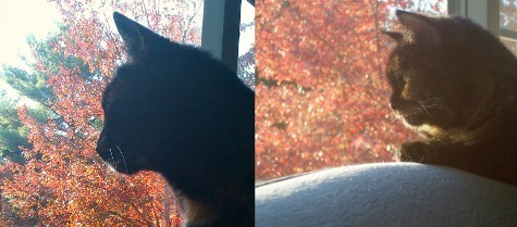 Ruby Buckley maple tree