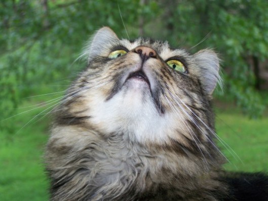 honey-looking-up