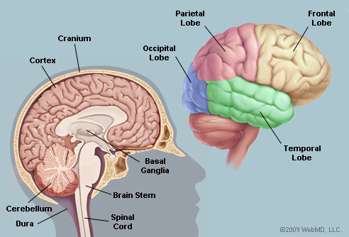 Picture of Human Brain